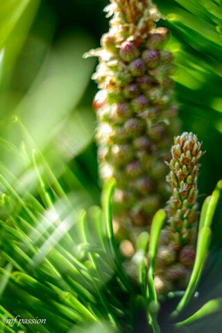 dsc 3104 — kopia